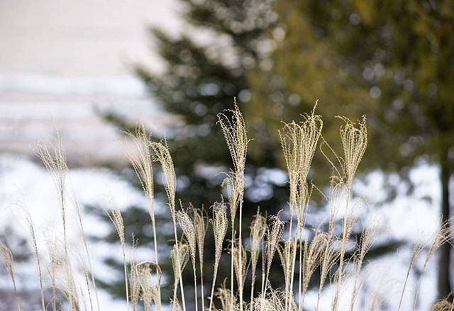 CLOSE-UP OF FROZEN PLANT ON FIELD