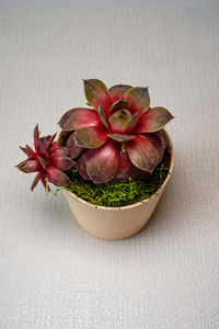 Close-up of fruits in bowl on table