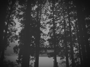 Low angle view of trees in forest