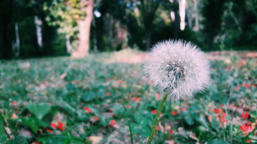 Close-up of dandelion blooming on field