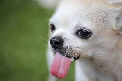 Close-up of a dog looking away