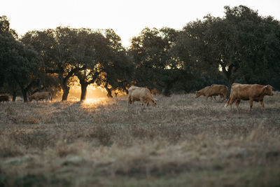 Typical alentejo landscape, with cork oaks and cattle