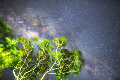 Close-up of plants against sky at night