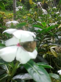 High angle view of white cat on plants