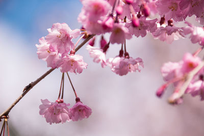 Close-up of pink cherry blossom