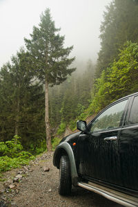 Car on road amidst trees in forest