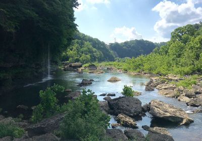 Scenic view of river flowing through forest