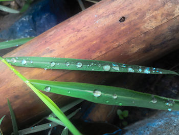 High angle view of raindrops on grass