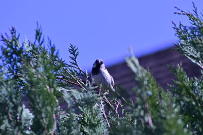 Low angle view of bird perching on plant