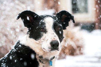 Portrait of dog in snow