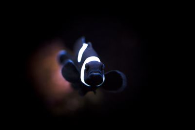Close-up of electric lamp