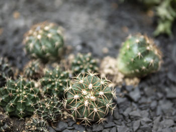 Close-up of cactus plant