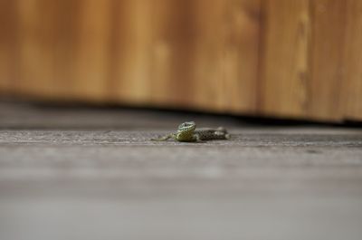 Close-up of lizard on wall