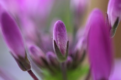 Close-up of pink flower