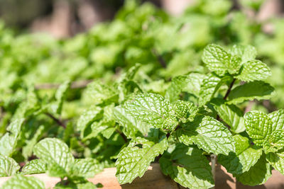 Close-up of fresh green leaves