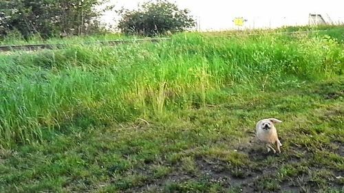 View of grassy field