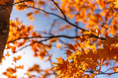 Low angle view of maple leaves on tree during autumn