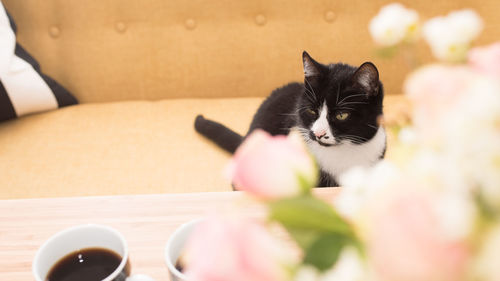 Close-up of black cat on table