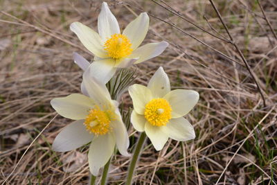 Close-up of white crocus blooming outdoors