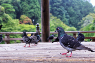 Birds perching on hardwood floor against trees