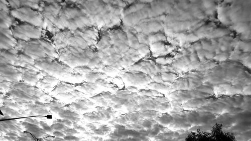 Low angle view of tree against sky