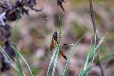 Close-up of damselfly on grass