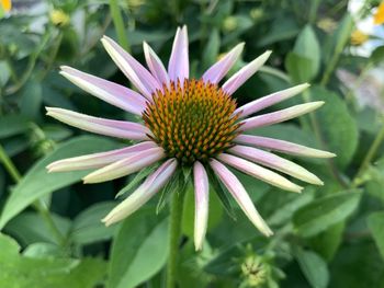 Close-up of purple flower