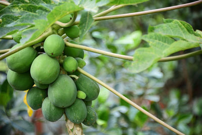 Close-up of fruits growing on tree