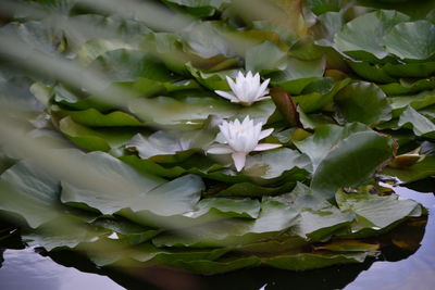 Close-up of white flowering plant