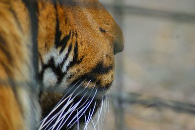 Close-up of a cat