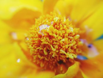 Macro shot of yellow flower