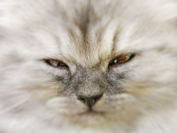 Close-up portrait of cat