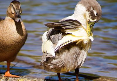 Close-up of ducks in lake
