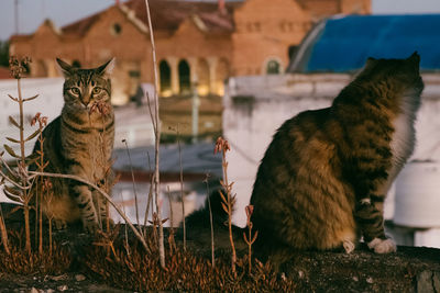 Portrait of street cats on the rooftop