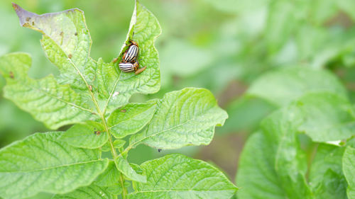 Close-up of insect on leaf