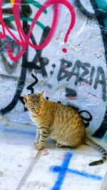 Cat and text on graffiti