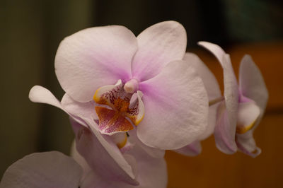 Close-up of pink orchids