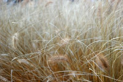 Full frame shot of crops on field