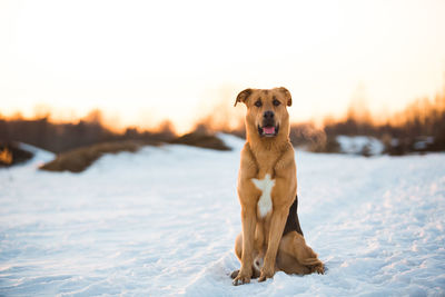 Portrait of dog on snow field