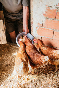 Crop anonymous male farmer feeding domestic chicken while standing in doorway of shabby rural hen house