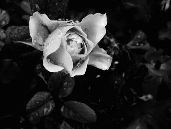 Close-up of wet rose blooming outdoors