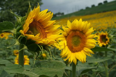 Close-up of sunflower blooming outdoors