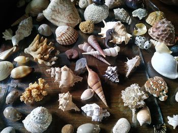 High angle view of shells on table