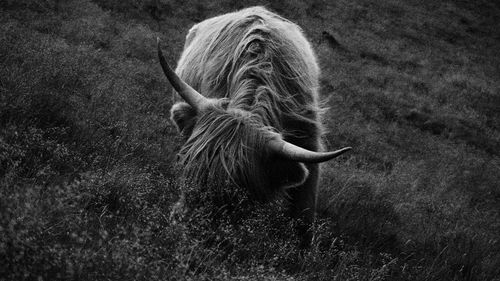 Highland cows in the pentland hill region. one decided to charge us but stopped just meters away.