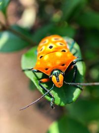 Close-up of ladybug on plant