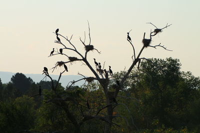 Low angle view of bird flying against clear sky