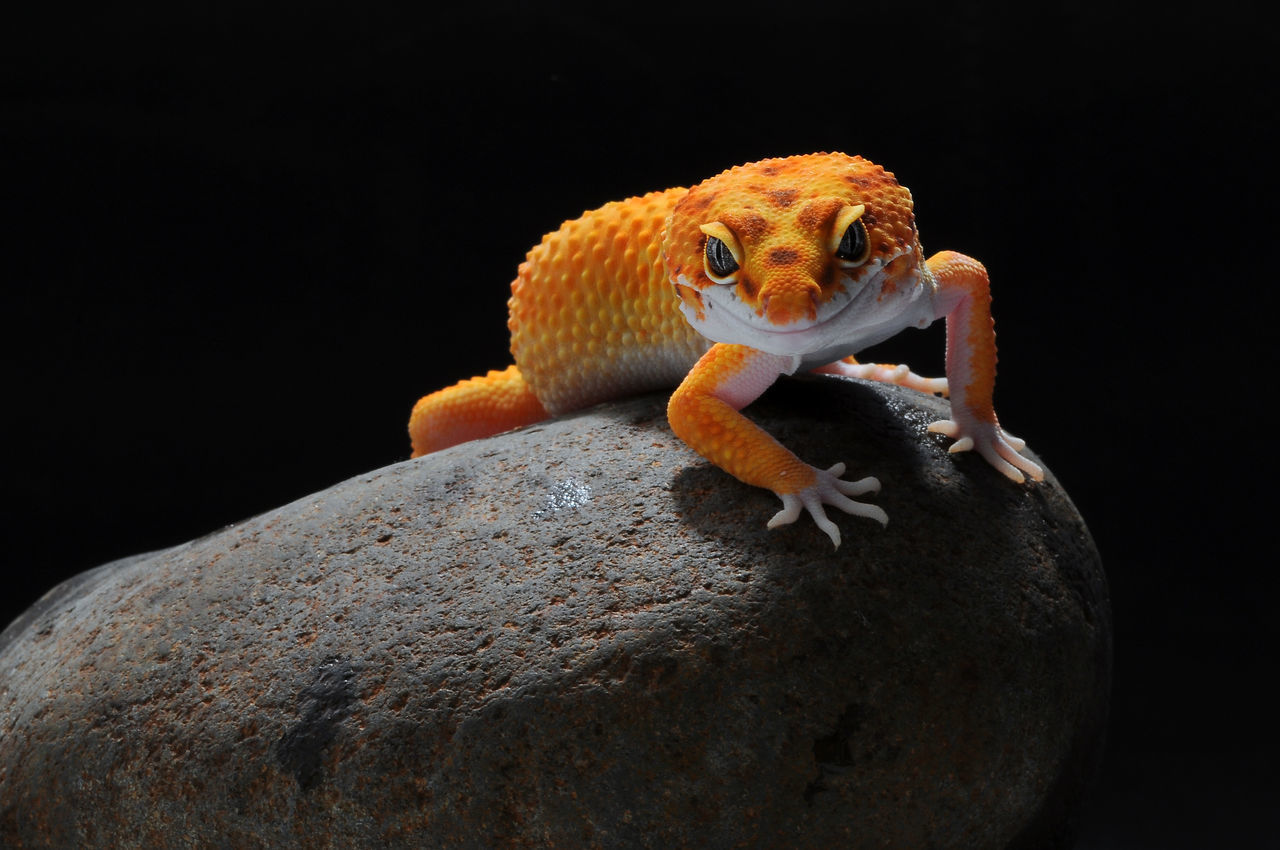 CLOSE-UP OF A LIZARD ON ROCK