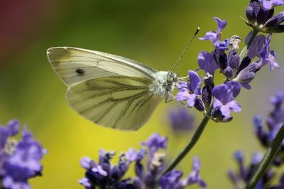 Close-up of butterfly on purple flower