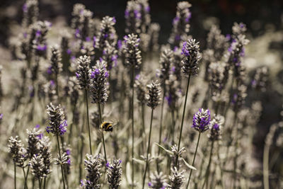 Close-up of bee pollinating on purple flowers