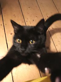 Close-up portrait of cat sitting